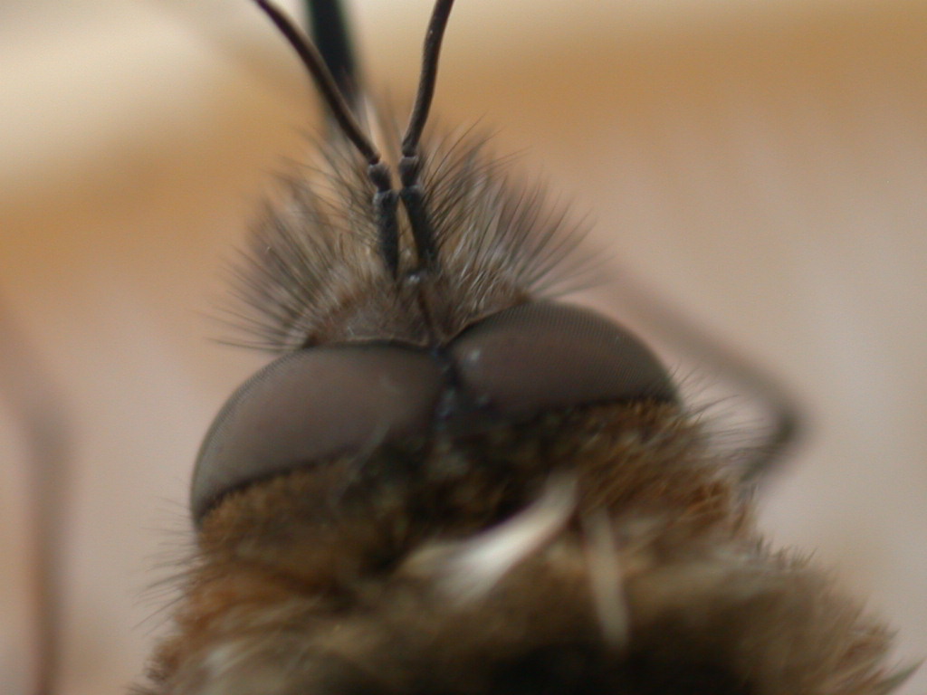 Bombilius major... e fungo